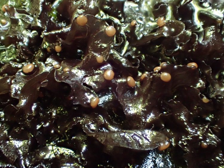 Aquatic Lichen